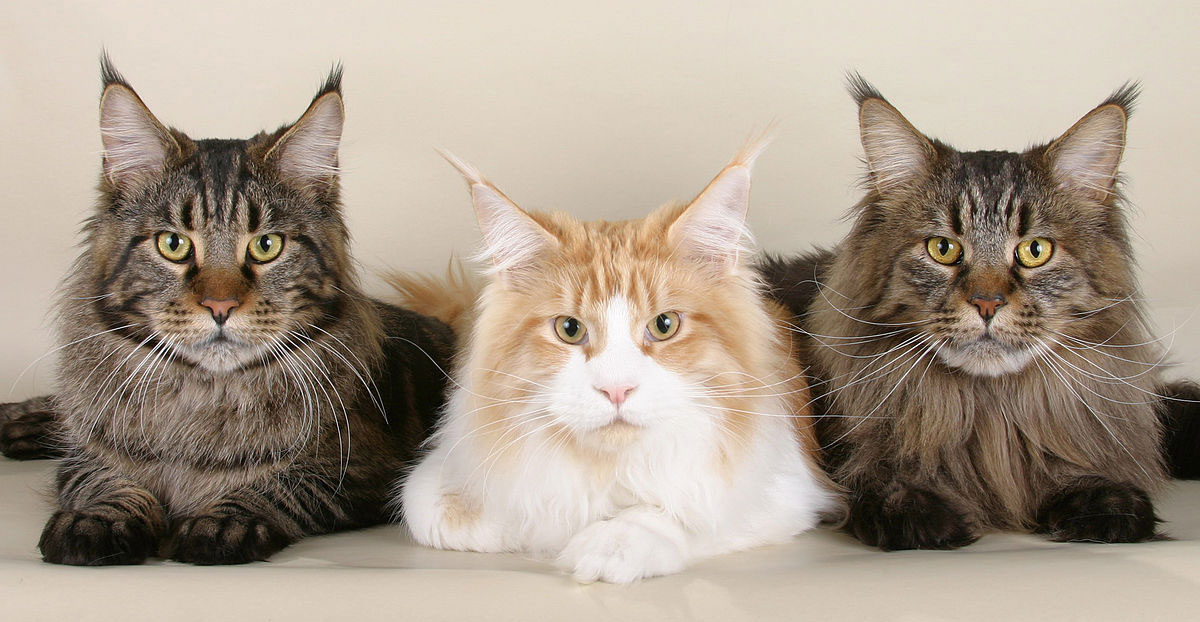 Cuánto viven los Maine Coon