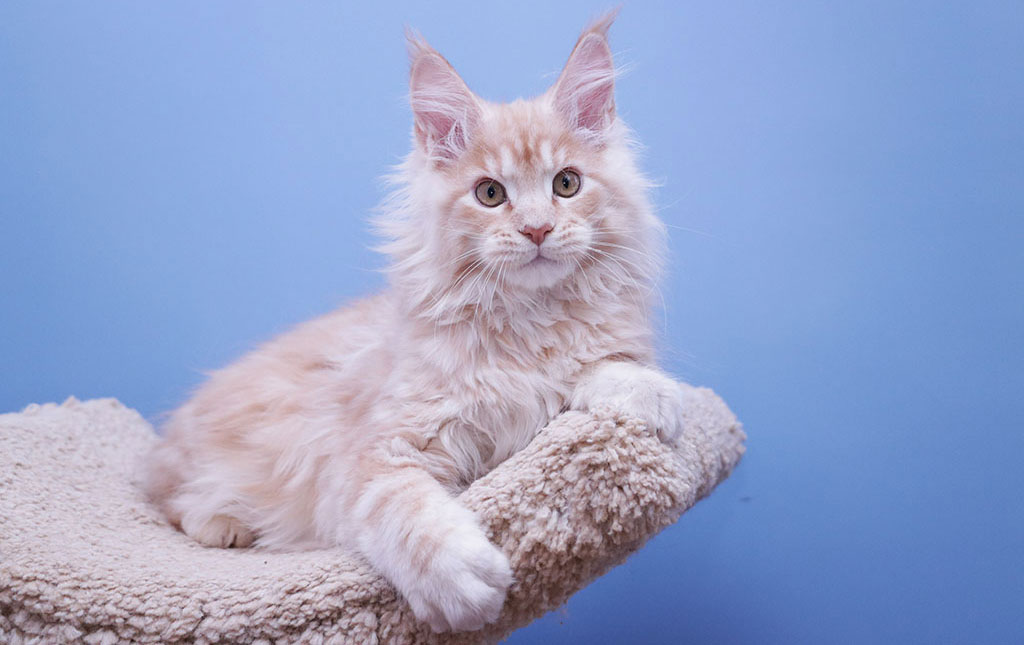 Raza Maine Coon, esperanza de vida