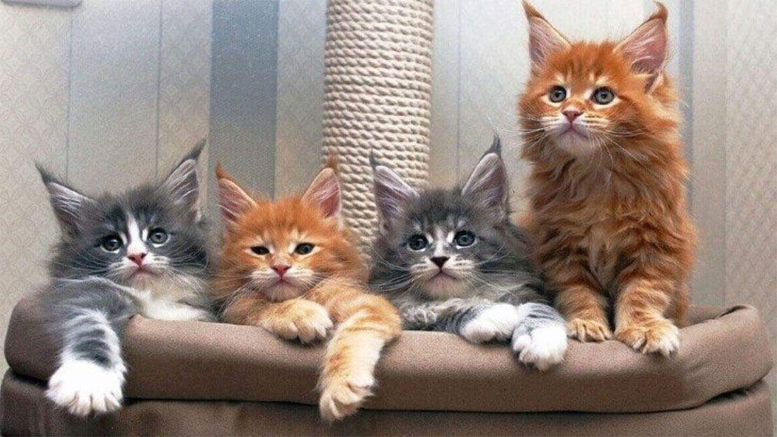 Cachorros de Maine Coon