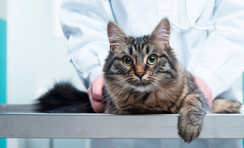 ¿De qué se enferman los gatos Manx?