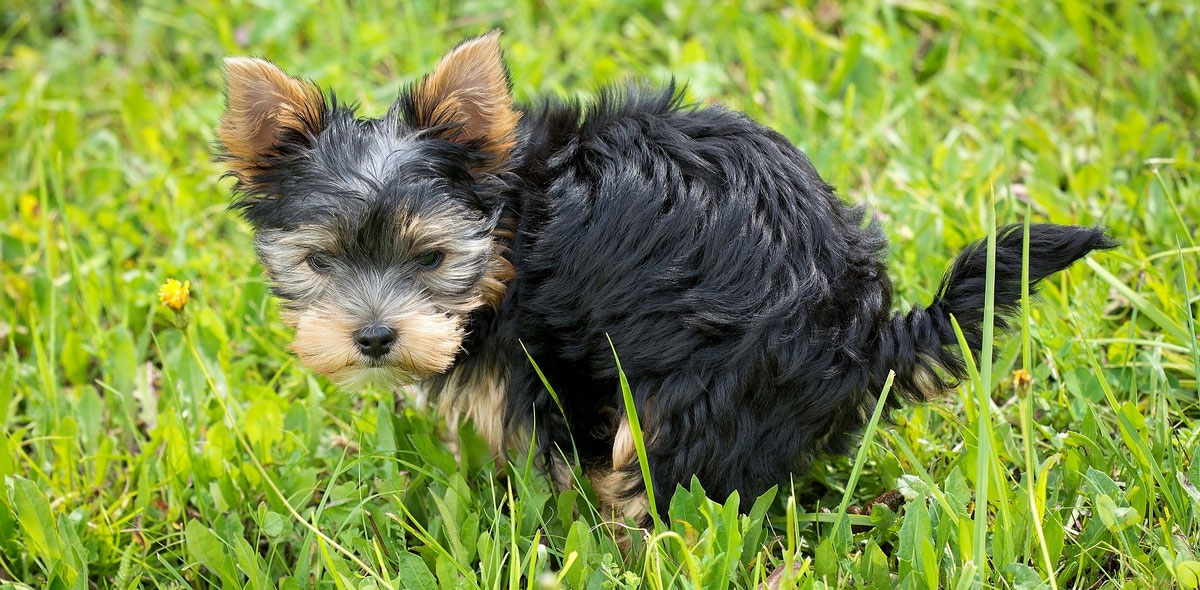 Con qué tratar el estreñimiento en un perro