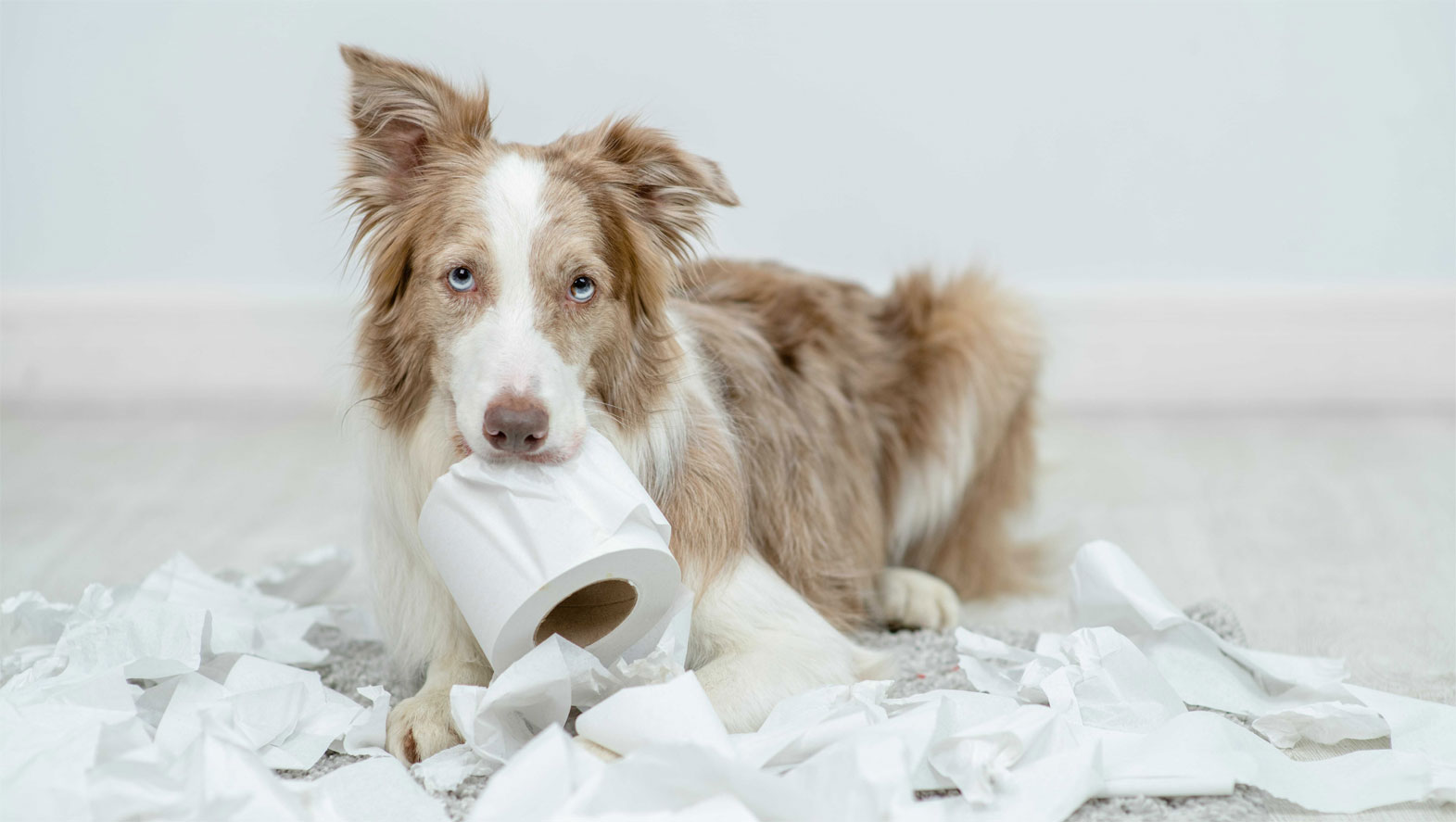 ¿Qué medicamentos se pueden administrar a un perro con estreñimiento?