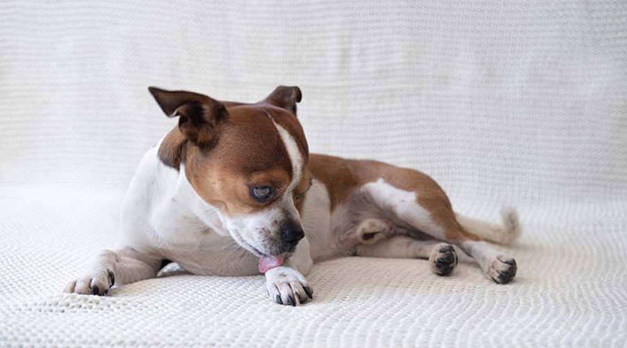 Por qué el perro se lame las patas y cómo solucionarlo