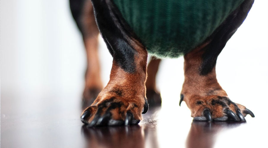 Las uñas largas son una fuente de incomodidad para su perro