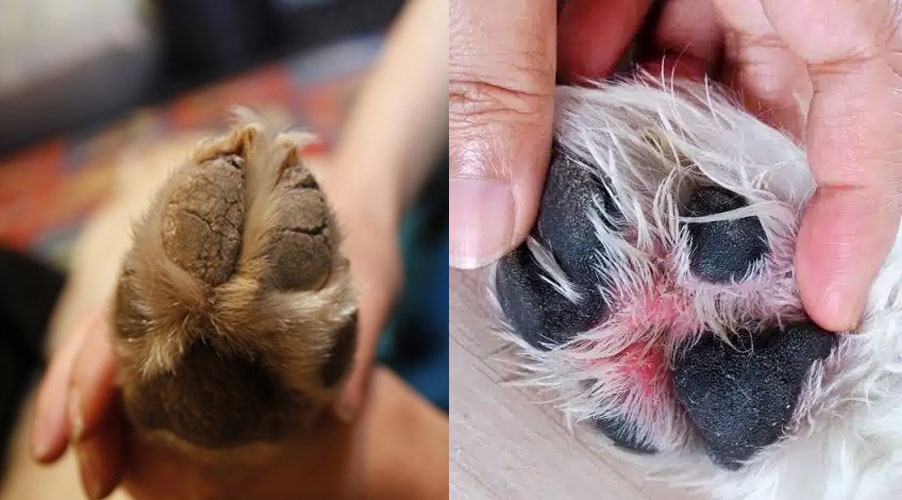 Lesiones en las almohadillas de las patas de los perros