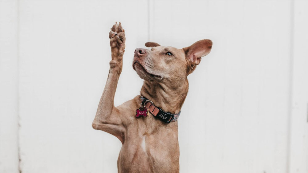 Cómo evitar que el perro se lama y se muerda las patas