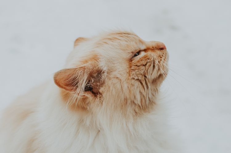 Gato rojo peludo