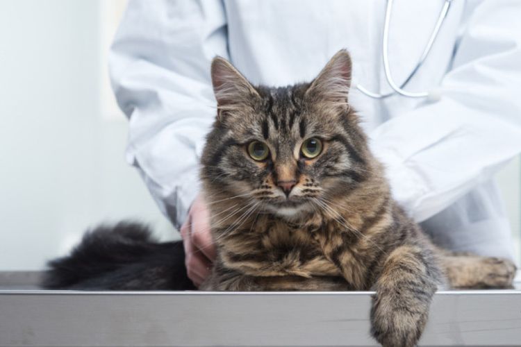 El veterinario examina al gato