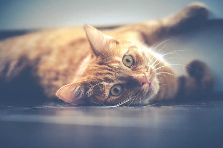 Gato naranja