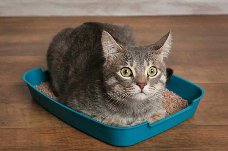Katze in der Katzentoilette