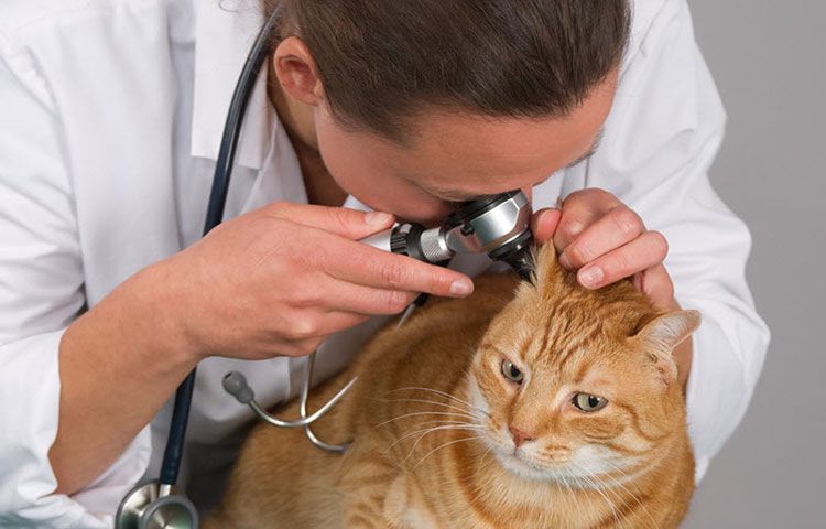 Gato rojo en el veterinario