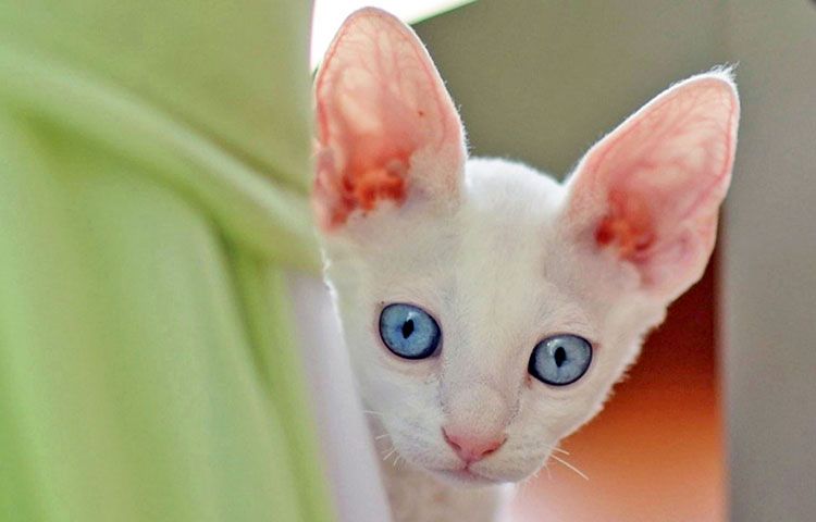 Gatito blanco con orejas grandes