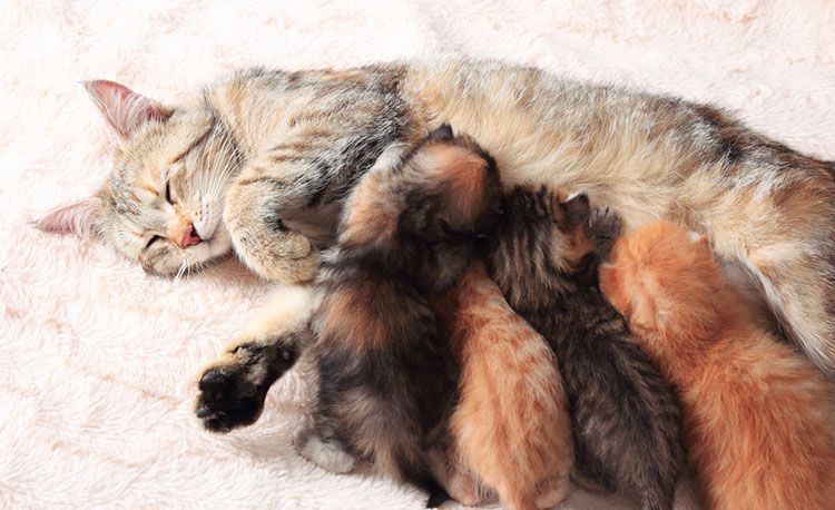 La gata alimenta a los gatitos