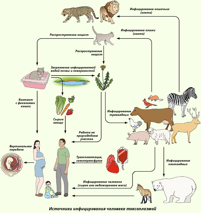 Vías de transmisión de la toxoplasmosis