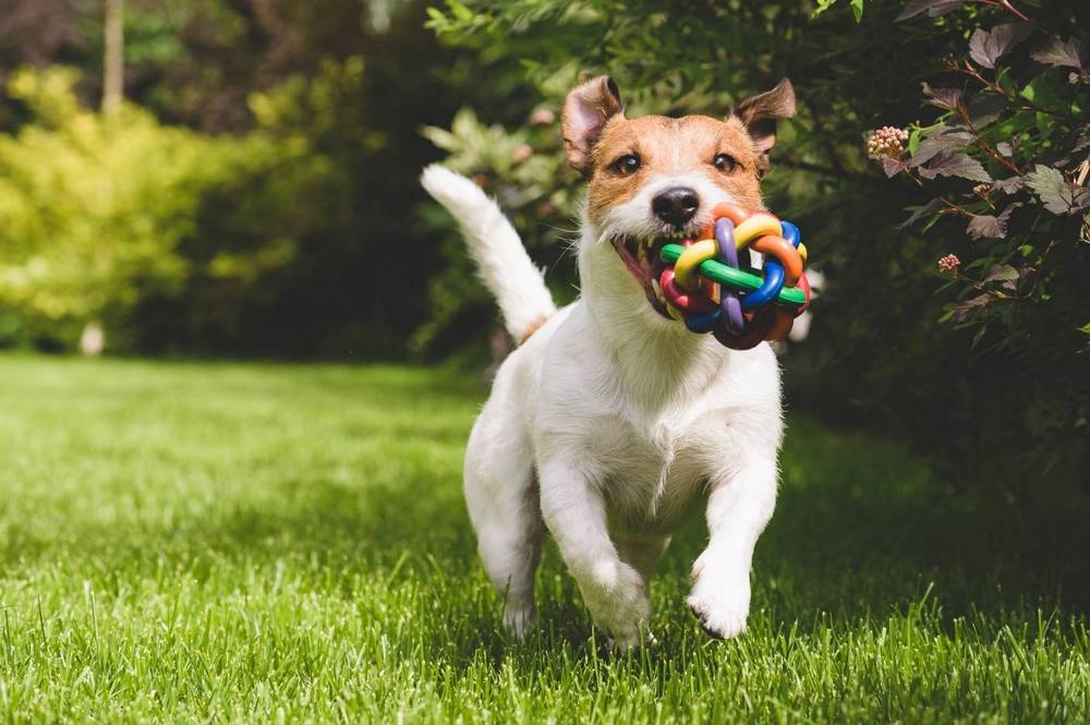 Perro en la hierba