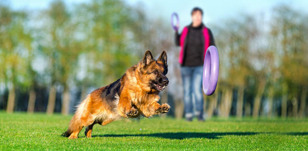 Juego con el perro en la hierba
