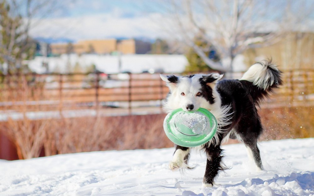 Perro en la nieve